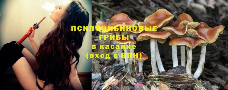 Галлюциногенные грибы Psilocybine cubensis  Власиха 